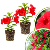 2 Red Live Mandevilla Plants, Indoor Outdoor Plant, 4-6 Inch Tall