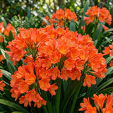 Orange Clivia Miniata Live Plant, Indoor Plant, 6 Inch Pot