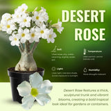 White Desert Rose Plant Live, 4-6 Inch Tall