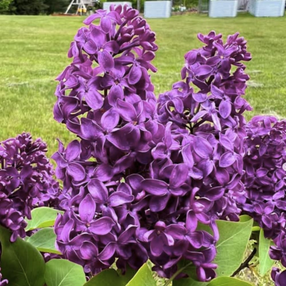 Purple Lilac Live Plant, Flower Bush, 4-6 Inch Tall, 4 Inch Pot