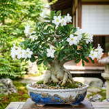 White Desert Rose Plant Live, Succulent Houseplant, 4-7 Inch Tall