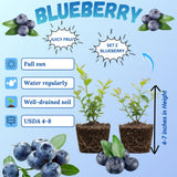 2 Springhigh Blueberry Plant Live, Blueberry Bushes Plant, 4-7 Inch Tall