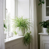 Variegated Live Spider Plant, Home Office Decor Plant, 4-6 Inch Tall
