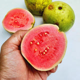 Pink Guava Fruit Tree Live Plant, Patio Container Fruit Tree