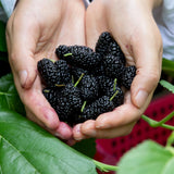 2 Illinois Everbearing Mulberry Tree Live Plant, Edible Fruit, 6-8" Tall