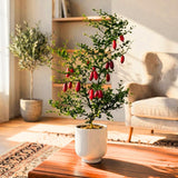 Red Air Layered Finger Lime Tree Live Plant, 1-2 Ft Tall, 3 Gallon Pot