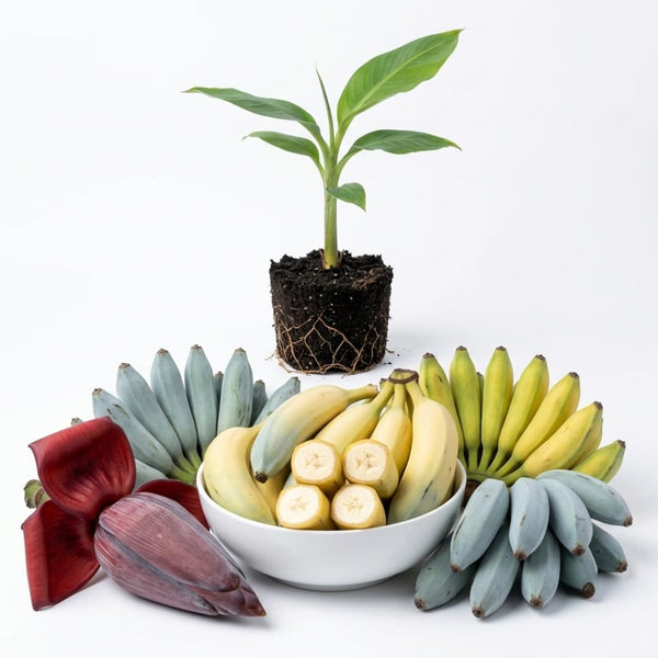 Ice Cream Banana Live Plant, 4-6 Inch Tall Banana Tree