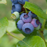 2 Springhigh Blueberry Plants Live, Outdoor Garden Plant, 4-7 Inch Tall
