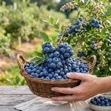 2 Highbush Blueberry Bushes Live Plants, Edible Fruit Plant, 4-6 Inch Tall
