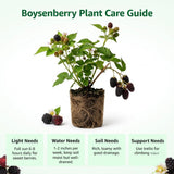 2 Sweet Boysenberry Live Plants, Garden Plant, 4-6 Inch Tall