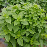 Set of 3 Greek Basil Live Herb Plants, 3–6 Inches Tall