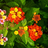 2 Orange Lantana Plants Live, Hardy Flowering Perennial, 4-6" Tall