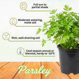Parsley Live Plant, Well-Rooted Herb Plant, 4-7 Inch Tall