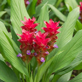 2 Red Ginger Live Plants, Ornamental Flowering Ginger Plant for Indoor Outdoor, Colorful Blooming Gingers 4-6 Inches