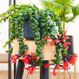 Aeschynanthus Curly Lipstick Live Plant, 8-10 Inch Tall, 3.5 Inch Pot