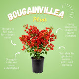 2 Red Bougainvillea Live Plants, Home Garden Plant, 4-6 Inch Tall