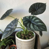 2 Silver Green Alocasia Live Plants, Patio Container Plant, 4-6 Inch Tall