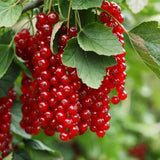 Pack 3 Red Currant Plant Live for Outdoor Growing, Currant Bushes Plugs Size 3-5" Tall, No Pot, Fast-Growing and Cold Hardy, Ready for Spring Planting