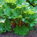 2 Rhubarb Live Plants, Patio Container Plant, 3-5 Inch Tall