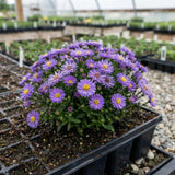 Lilac Aster Flower Plant, Live Perennial Plug with Blue Purple Blooms