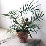 Tortum Philodendron Live Plant 4-6 Inches, Easy Care Indoor Houseplant for Home and Office, Tropical Foliage Philodendron