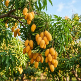 Mango Tree Live Plant, Garden Fruit Tree, 8-10 Inch Tall, 4 Inch Pot