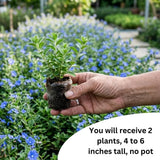 2 Blue Evolvulus Live Plants, Starter Plant, 4-6 Inch Tall