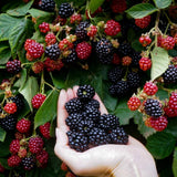 2 Juicy Blackberries Plant Live, Sweet Fruit, 4-7 Inch Tall