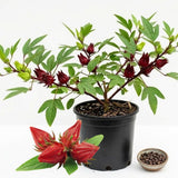 25 Red + Roselle Seeds, Indoor Outdoor Plant