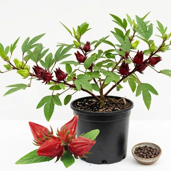 25 Red + Roselle Seeds, Indoor Outdoor Plant