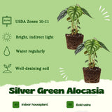 2 Silver Green Alocasia Live Plants, Patio Container Plant, 4-6 Inch Tall