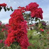2 Double Red Bougainvillea Plants Live, Indoor Outdoor Plant, 5-7 Inch Tall