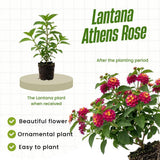 2 Pink Rose Lantana Live Plants, Outdoor Garden Plant, 4-7 Inch Tall
