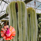 Monkey Tail Cactus Live Plant, 3-5 Inch Tall, 2 Inch Pot