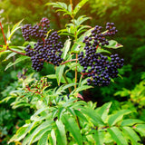 Elderberry Live Plant 6-10 Inches, Fast Growing Black Eldeberries, Ornamental Shrub with Edible Berries for Garden