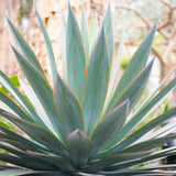 Blue Agave Succulent Live Plant, Yard Landscape Plant, 4 Inch Pot