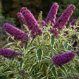 2 Variegated Buddleia Live Plants, 5-9" Butterfly Bush for Outdoor Gardens