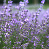2 Provence Lavender Live Plants, 4-7 Inch Tall