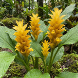 2 Yellow Ginger Live Plants, Ornamental Flowering Ginger Plant for Indoor Outdoor, Colorful Blooming Gingers 4-6 Inches
