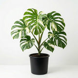 Variegated Monstera Plant, Constellation Monstera, 4-6 Inch Tall