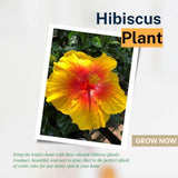 Red Yellow Hibiscus Plant 5-7", in Pot
