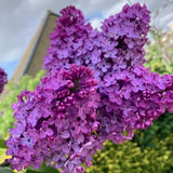 Purple Lilac Live Plant, Flower Bush, 4-6 Inch Tall, 4 Inch Pot