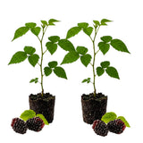 2 Boysenberry Plants Live, Starter Plant, 4-6 Inch Tall