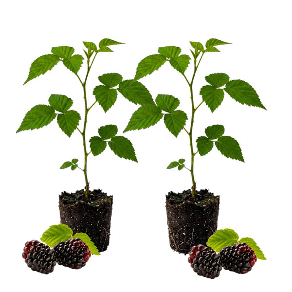 2 Boysenberry Plants Live, Starter Plant, 4-6 Inch Tall