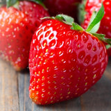 2 Red Strawberry Plants Live, Berry Plant, 2-3 Inch Tall, 3 Inch Pot