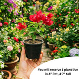 Red Bougainvillea Plant Live, Patio Flower Vine, 4-6 Inch Tall, 4" Pot