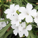 6 Dwarf White Mexican Petunia Live Plants, Live Starter Plant, 4-6 Inch Tall
