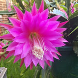 Pink Epiphyllum Live Plant, Flowering Houseplant, 6-8 Inch Tall