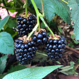 2 Large Black Berry Plants, Blackberries Bush, 4-6 Inch Tall