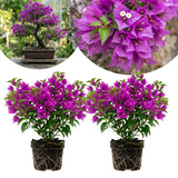 2 Purple Bougainvillea Plants Live, Rooted Vine Starter, 4-7 Inch Tall